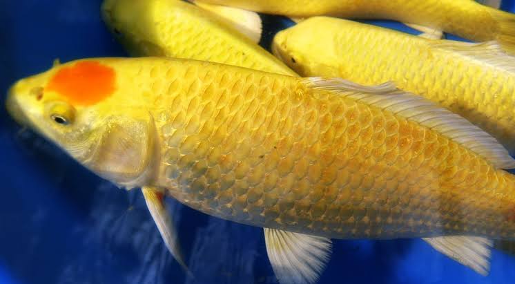 Ikan Koi Ogon Si Putih Keemasan yang Sangat Cantik