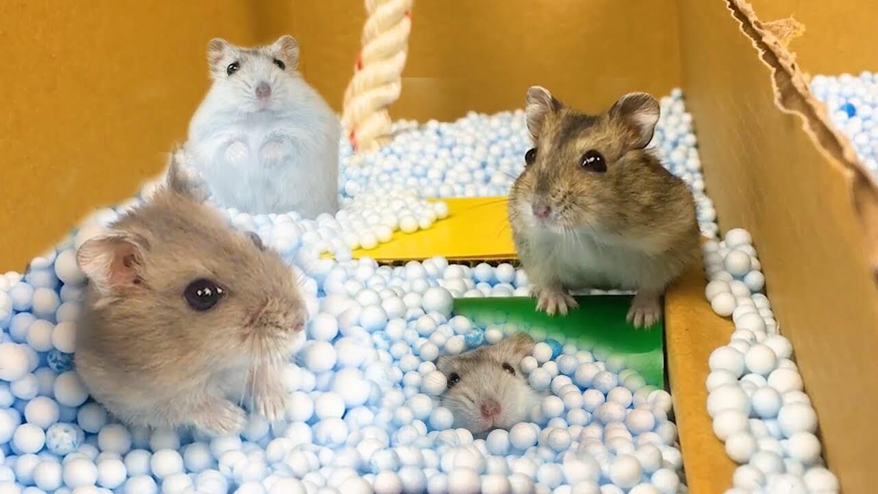 cara memelihara hamster dengan baik dan benar