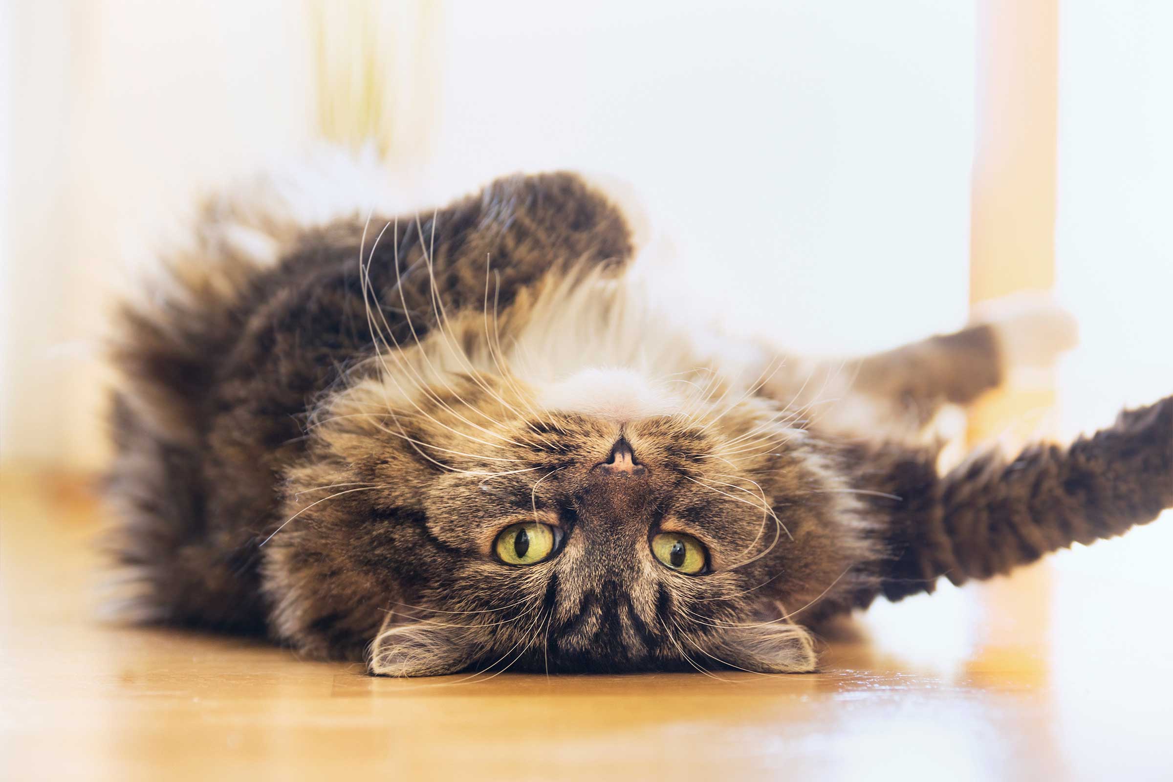 Ciri-ciri Kucing Pesia Berhasil Kawin: Sering Guling-Guling di Atas Lantai