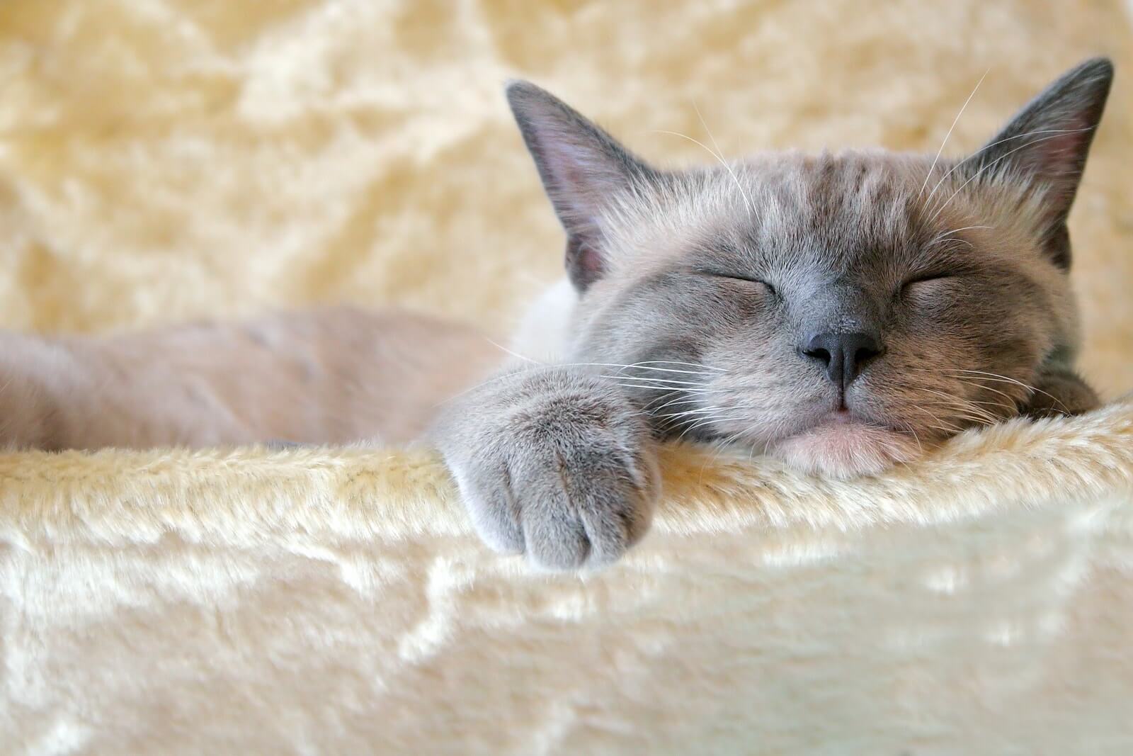 Tanda-tanda Kucing Betina Berhasil Kawin: Kucing Lebih Sering Tidur