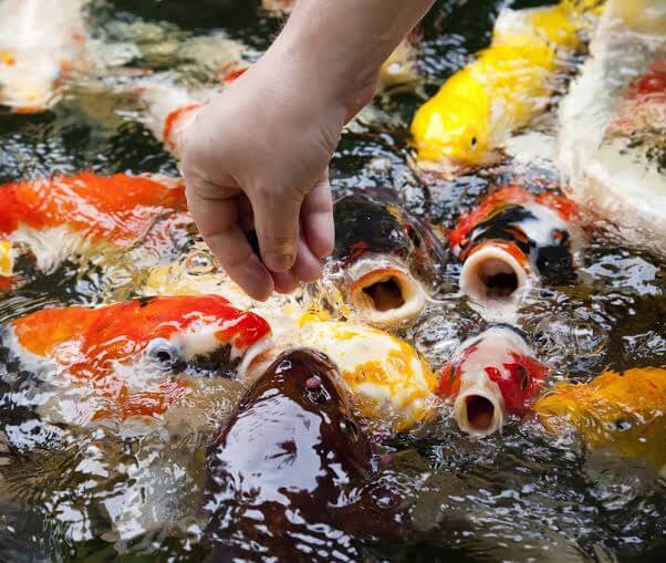 Pemberian Makan Ikan Koi yang Cukup Serta Bergizi