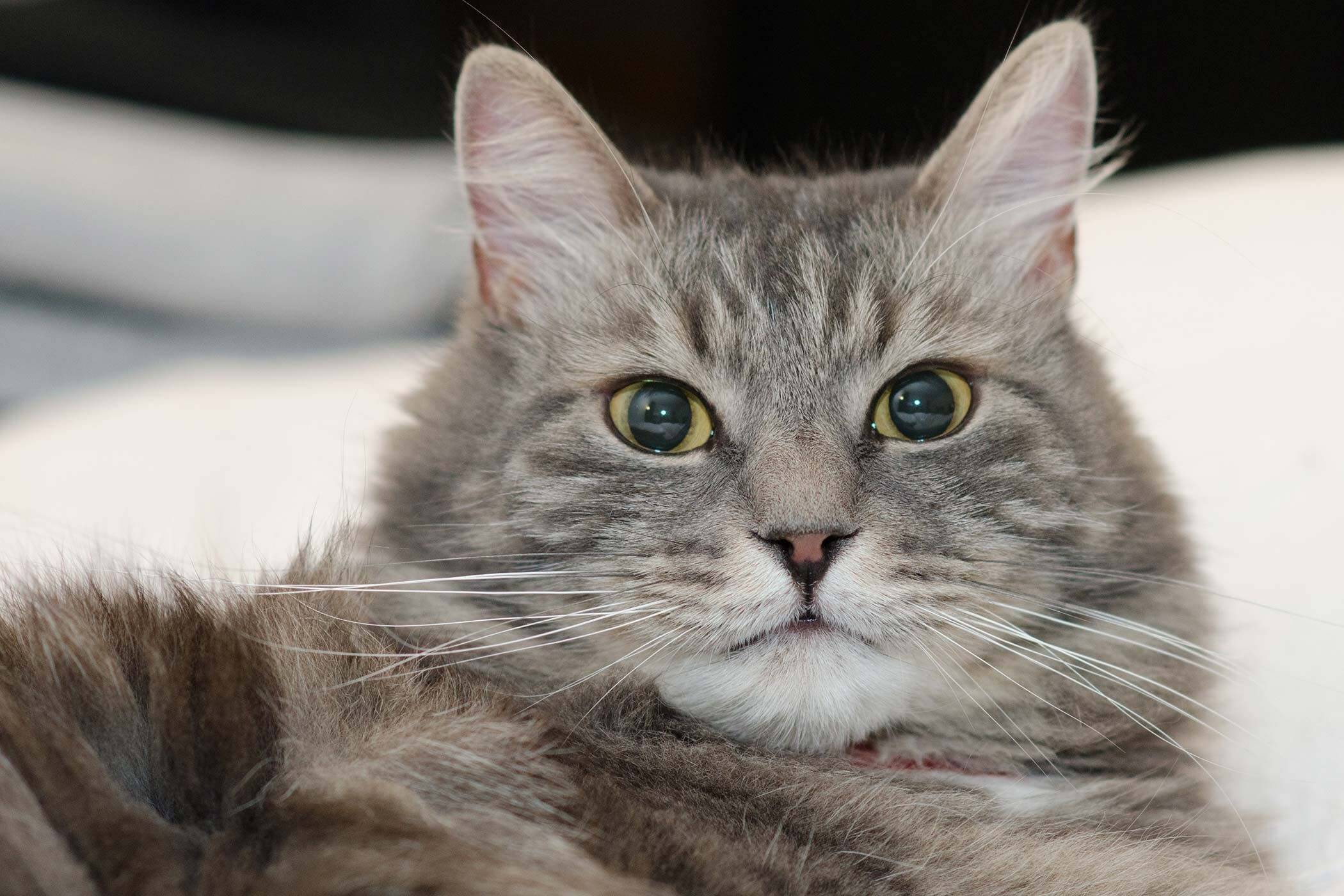 Tanda Kucing Betina Berhasil Kawin: Stres pada Kucing Mulai Mereda