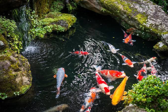 Pastikan Ukuran Kolam Sesuai dengan Jumlah Ikan Koi yang Berada di Dalam Kolam