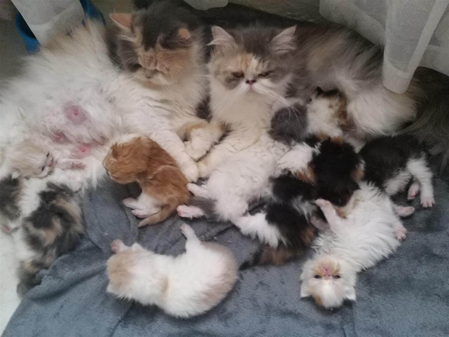 cara merawat anak kucing persia baru lahir