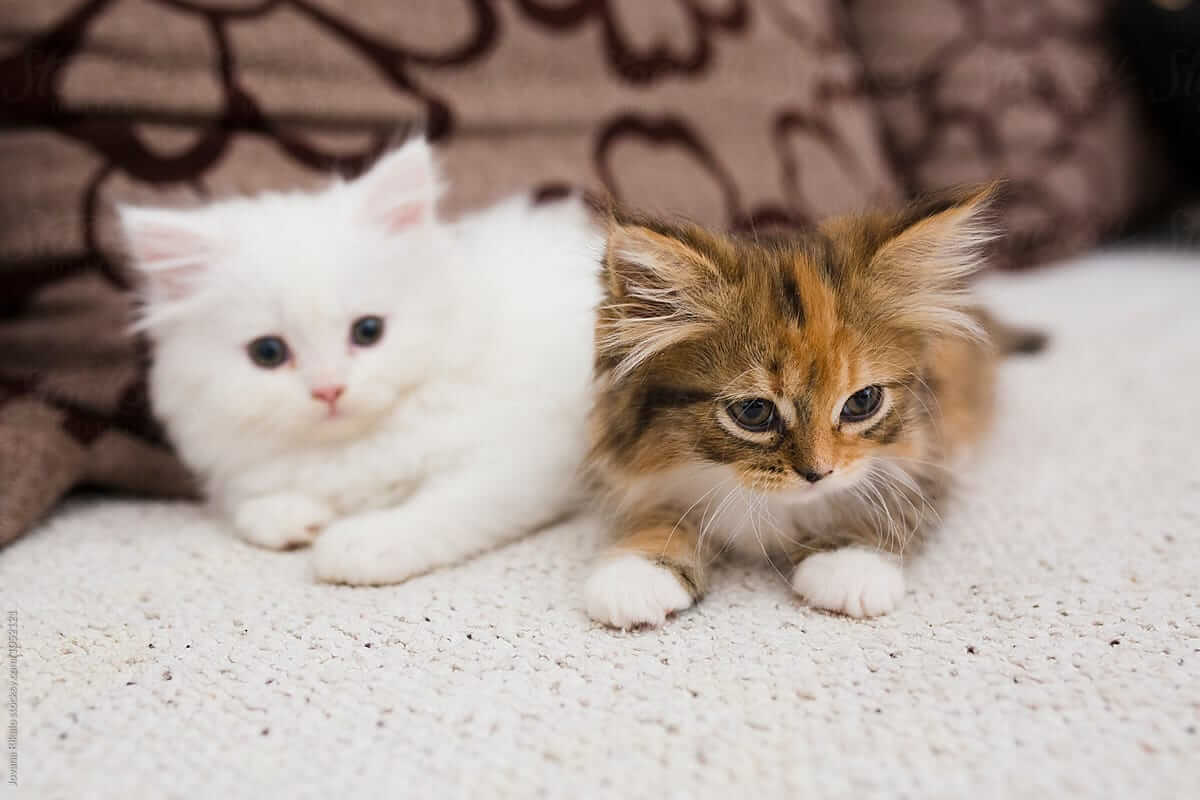 cara merawat anak kucing persia agar gemuk
