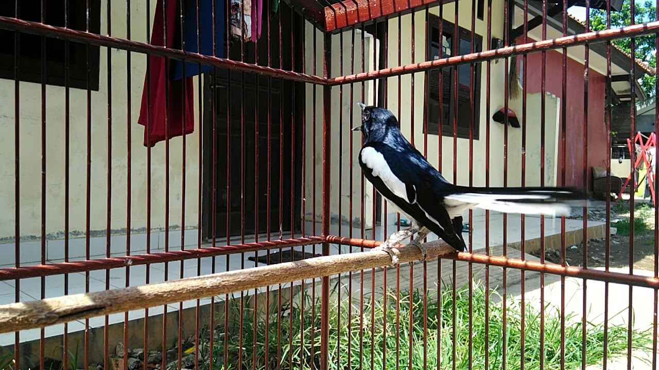 Harga Burung Kacer Jawa