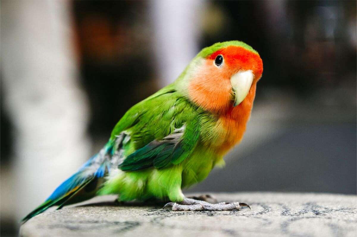 Daftar Jenis dan Harga Burung Lovebird