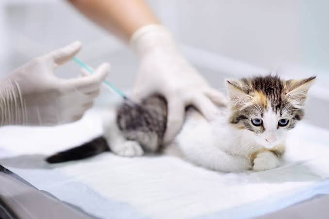 Manfaat Vaksin Untuk Kucing