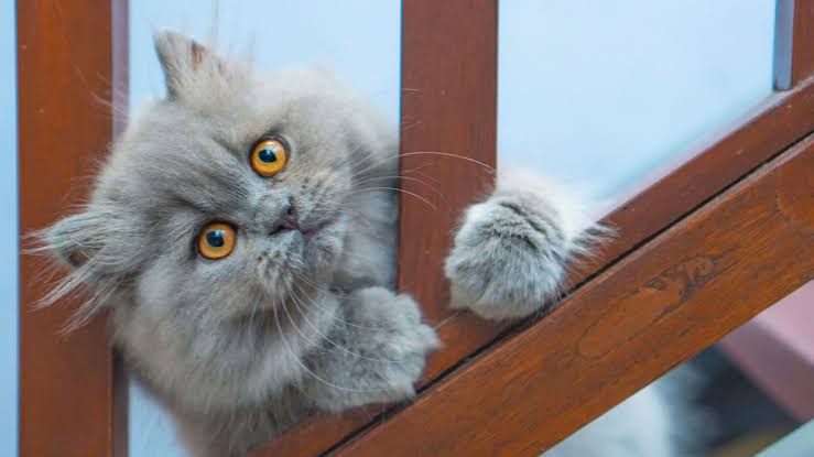 Mengenal Jenis Kucing Persia Medium