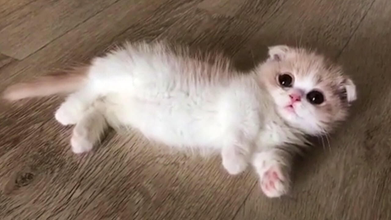 Harga Kitten Munchkin dengan Bulu Panjang