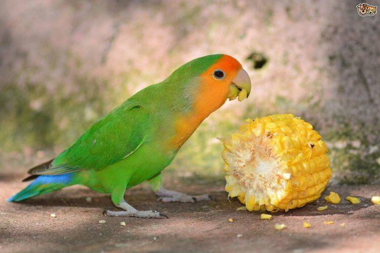 Makanan Burung Lovebird
