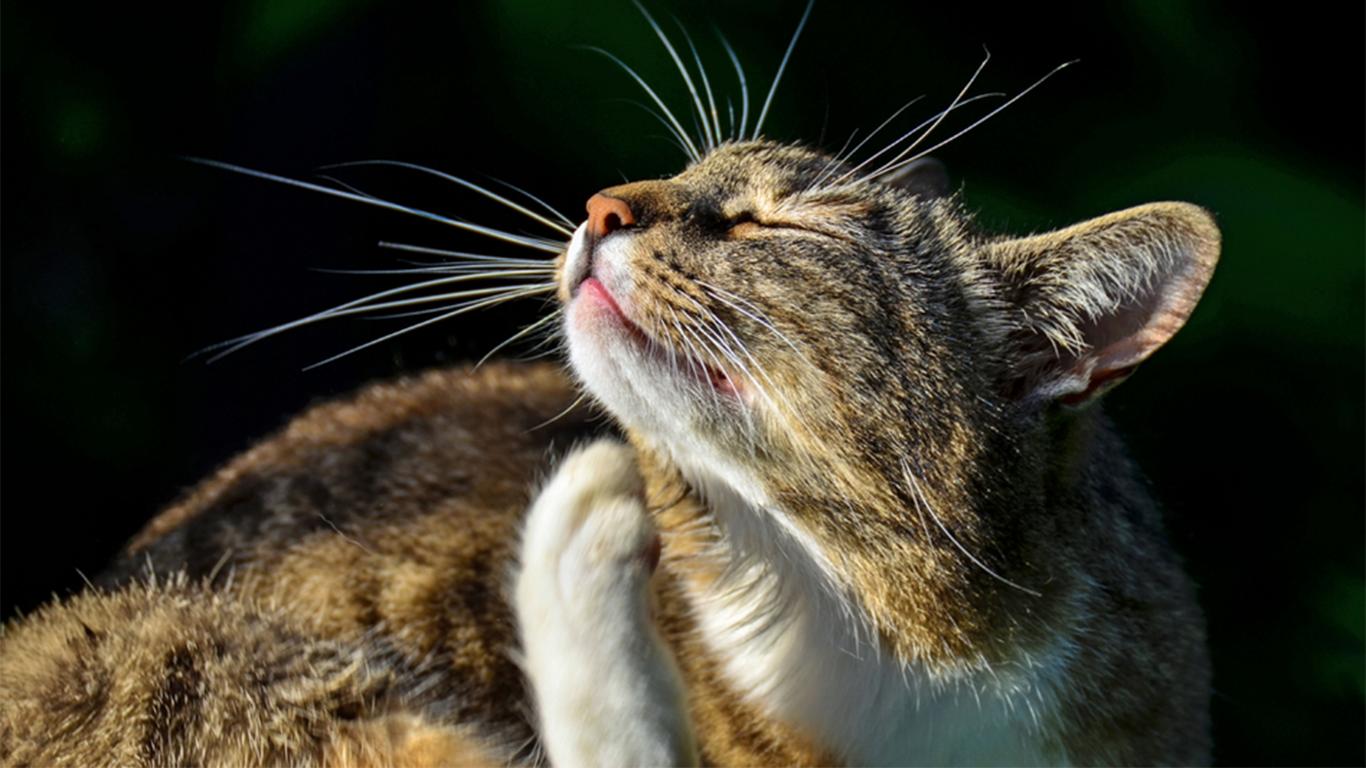 Tips Untuk Menghilangkan Kutu Kucing 100% Aman