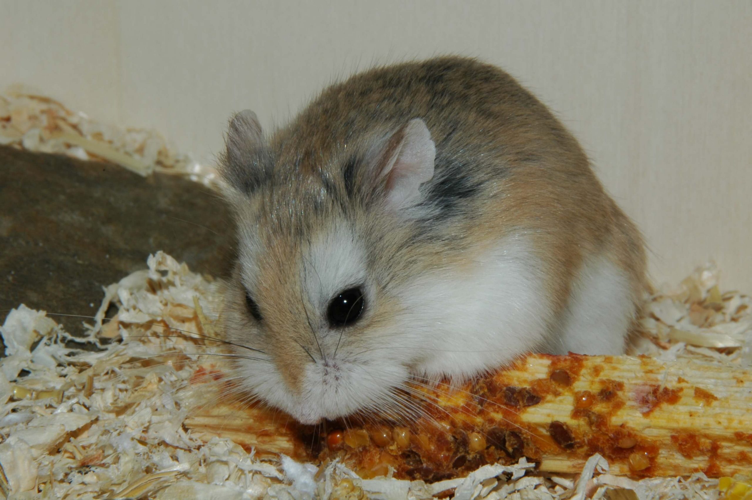 cara merawat hamster yang baik bagi pemula | Hamster Campbell