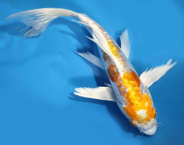 Si Ikan Koi High Class : Doitsu Hariwake