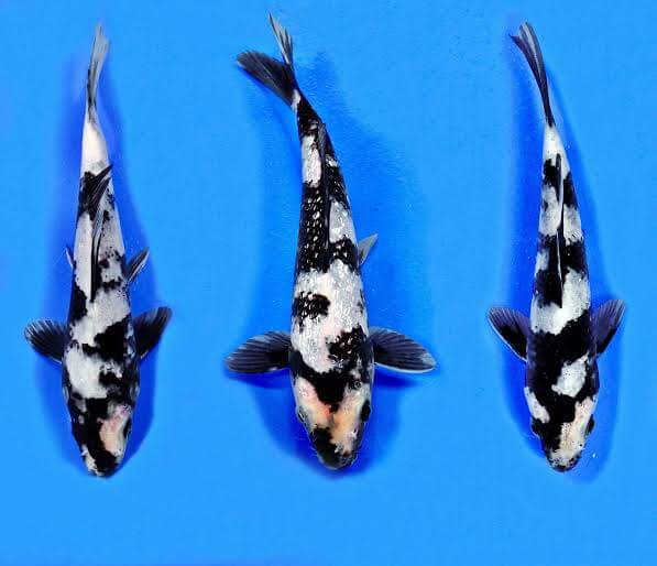 Ikan Koi Shiro Utsuri, Warna Black And Whie yang Menarik Hati