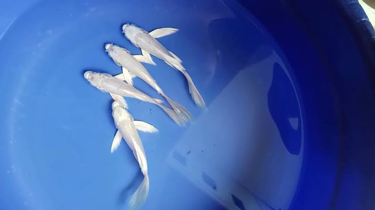 Ikan Koi Slayer Platinum, Sirip Panjang Menarik Untuk Dilihat