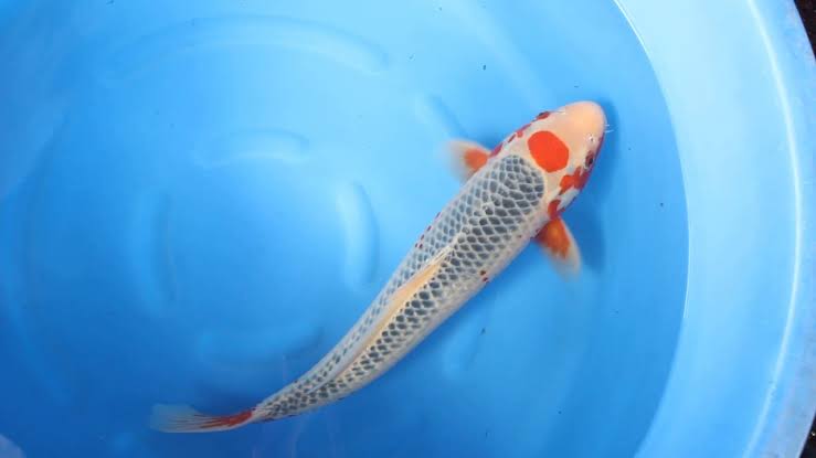 Variasi Kohaku Ikan Koi Terpopuler : Tancho