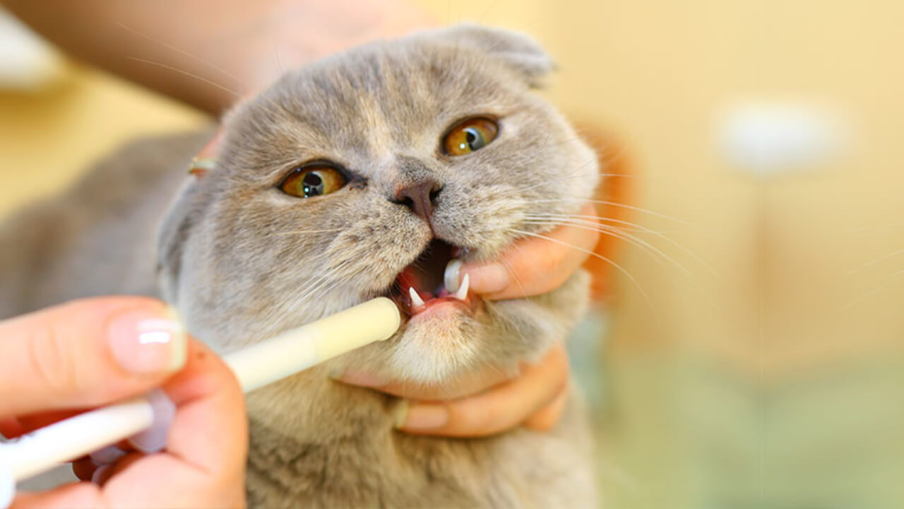 Memberikan Antibiotik Untuk Mengatasi Penyakit Kulit Kucing