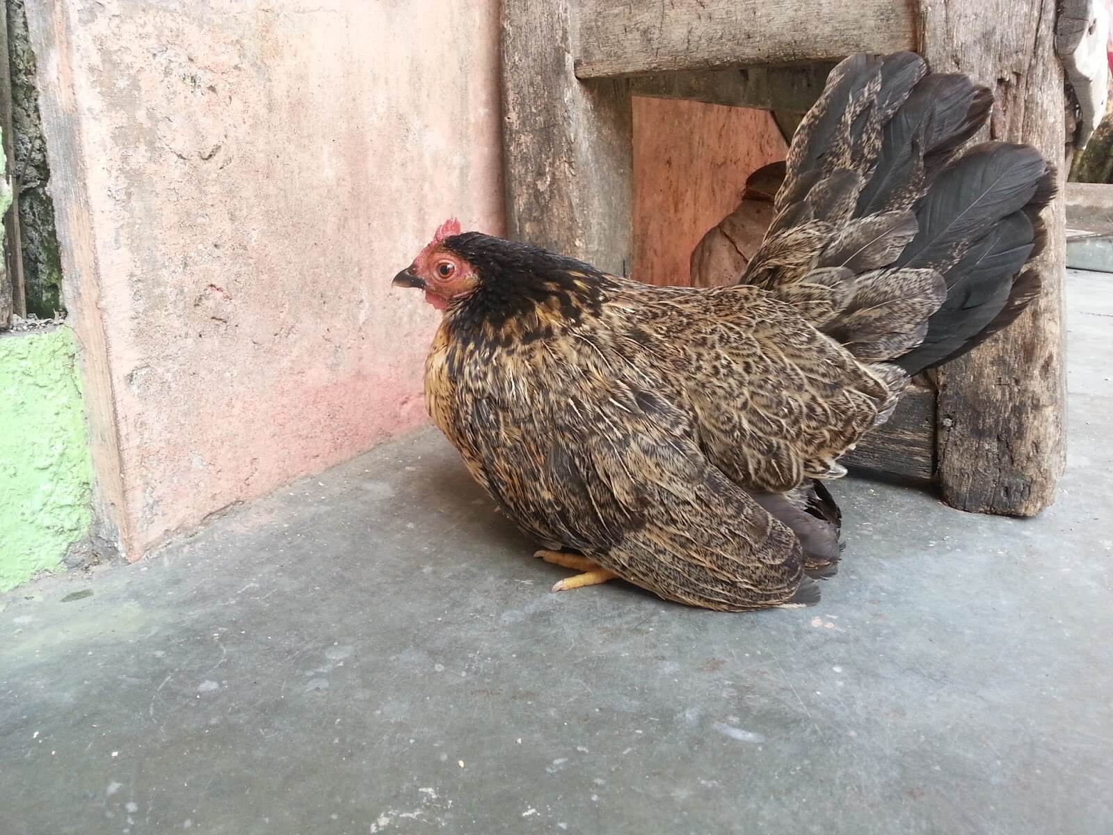 Ayam Pilek Mengeluarkan Cairan