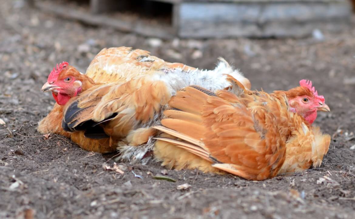 Ayam Pilek Sulit Makan