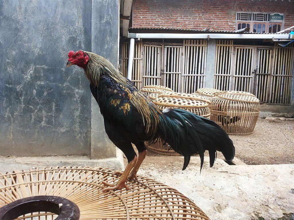 Ciri-Ciri Ayam Babon Birma yang Bagus: Bentuk Kepala Seperti Ayam Kampung Tetapi Lebih Kecil