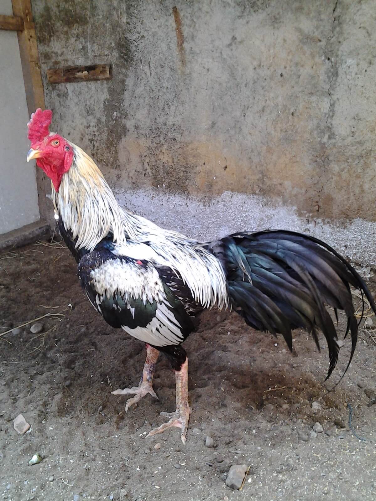 Ciri Khas Ayam Birma Asli: Memiliki Bulu Lebih Tebal Dibandingkan Ayam Jago Biasa