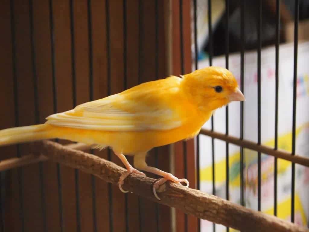 Efek Samping Obat Burung Metabolisme: Bulu Burung Akan Menjadi Kusam