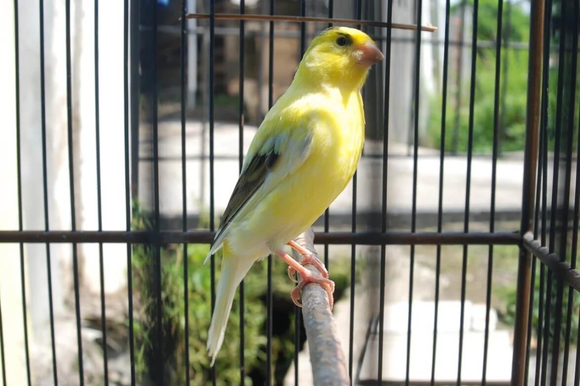 Efek Samping Obat Metabolis Untuk Burung: Kenari Macet Suara Atau Bunyi
