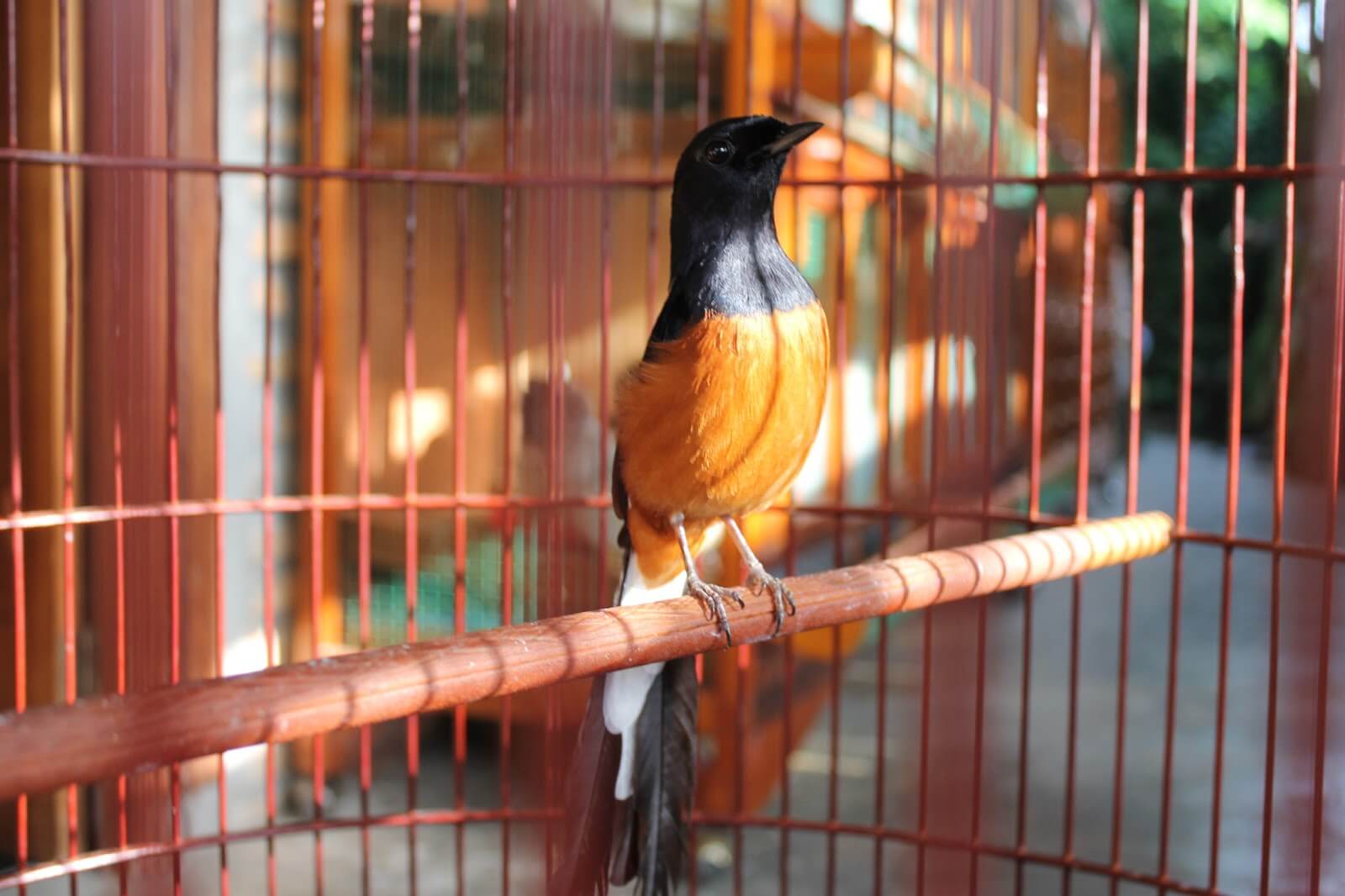 Efek Samping Obar Burung Metabolisme: Burung Murai Jadi Malas Untuk Berbunyi