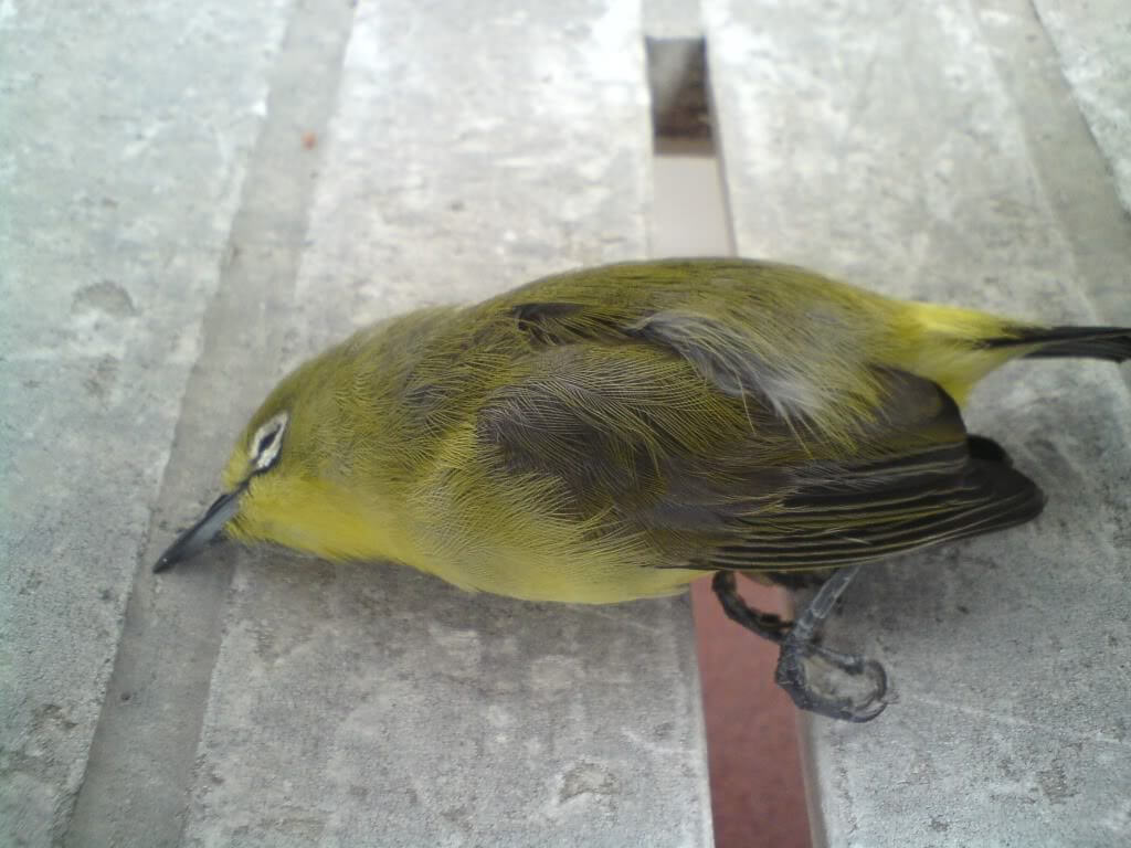 Efek Samping Obat Metabolis Untuk Burung: PleciOverdosis