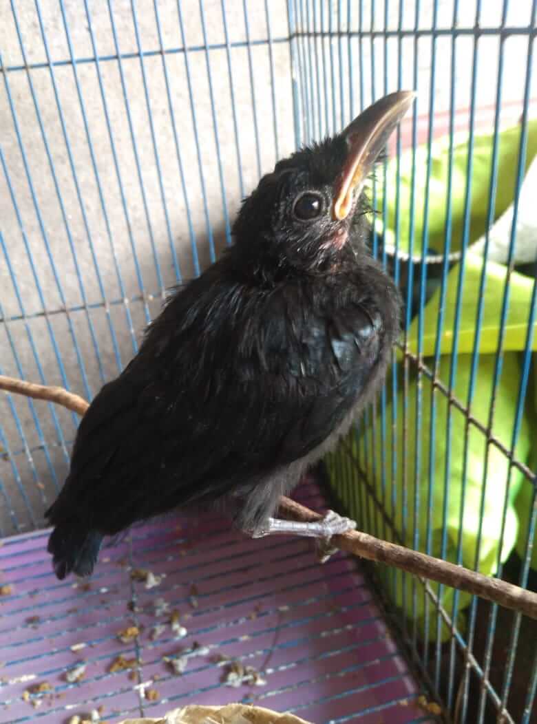Efek Obat Metabolisme Pada Burung: Fisik Burung Menjadi Tidak Sehat
