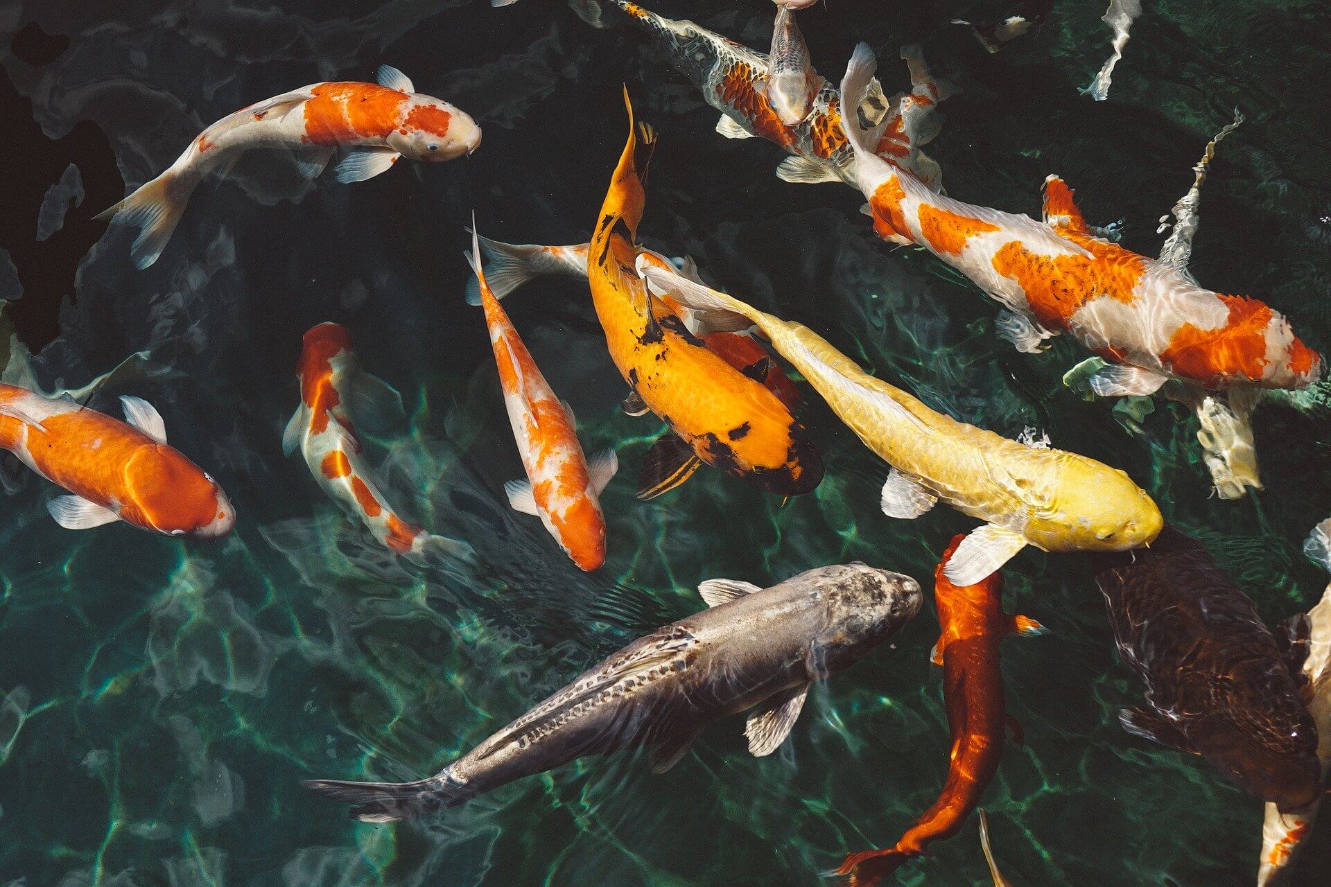   6 Cara Memelihara Ikan  Koi dan Jenis Jenisnya yang Populer