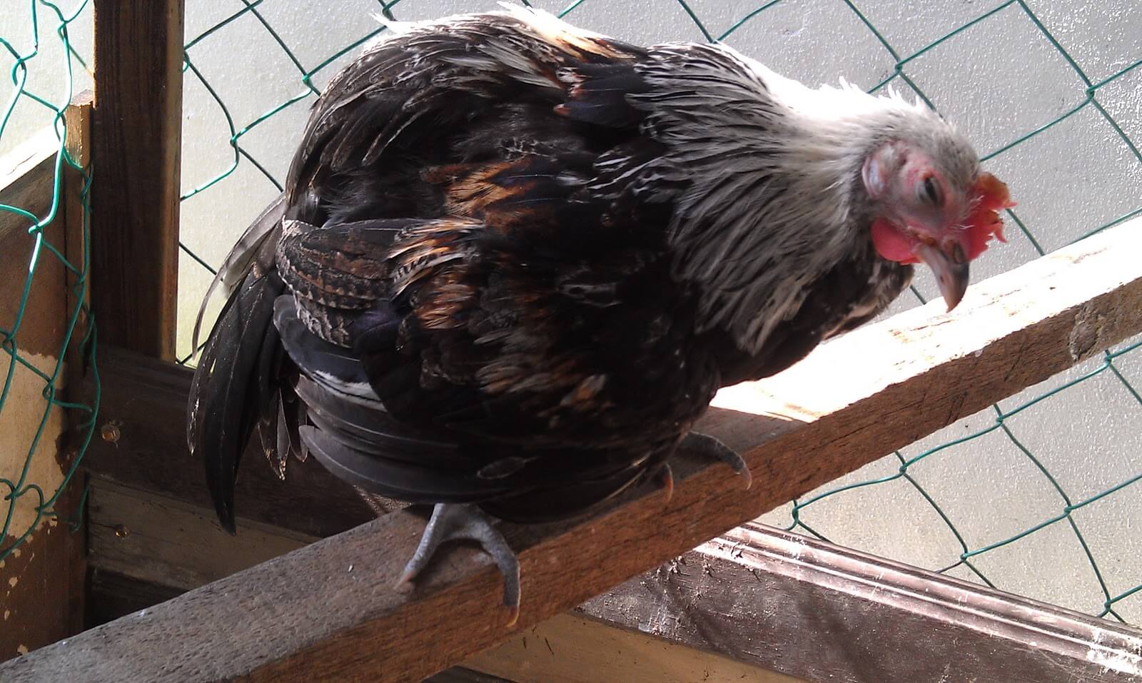 Berbagai Cara Mengobati Ayam Pilek