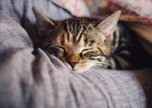 Cara Mengobati Kucing Sakit Tanpa Ke Dokter