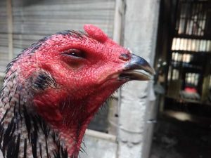 Cara Mengatasi Ayam Pilek