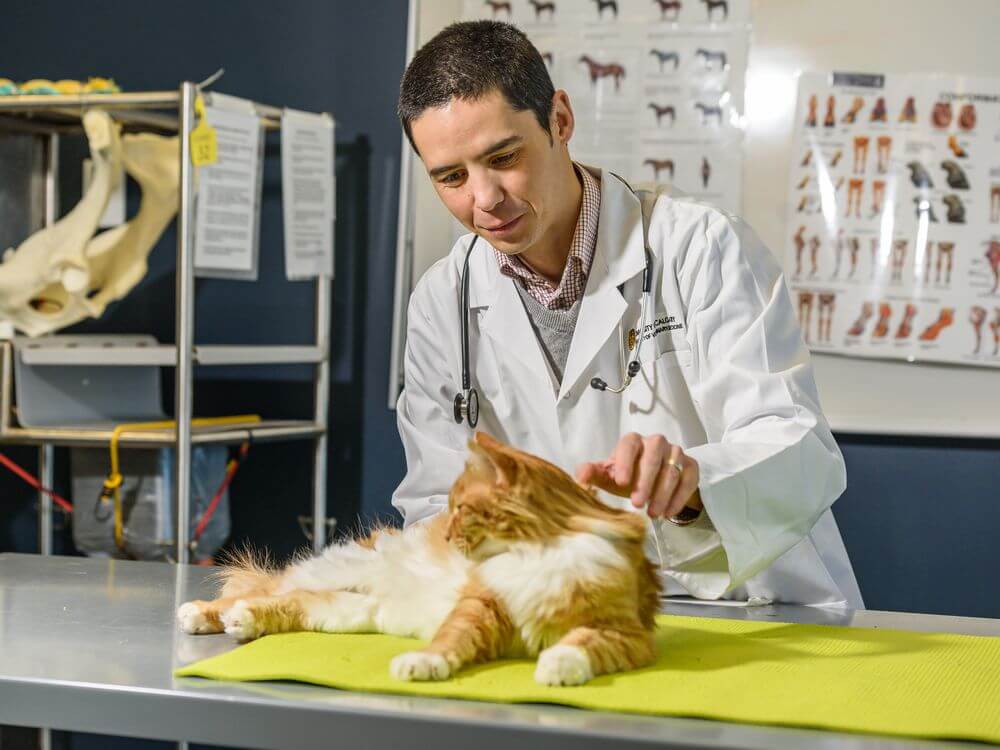 Konsultasikan ke Dokter Hewan untuk Mengobati Kucing Belekan