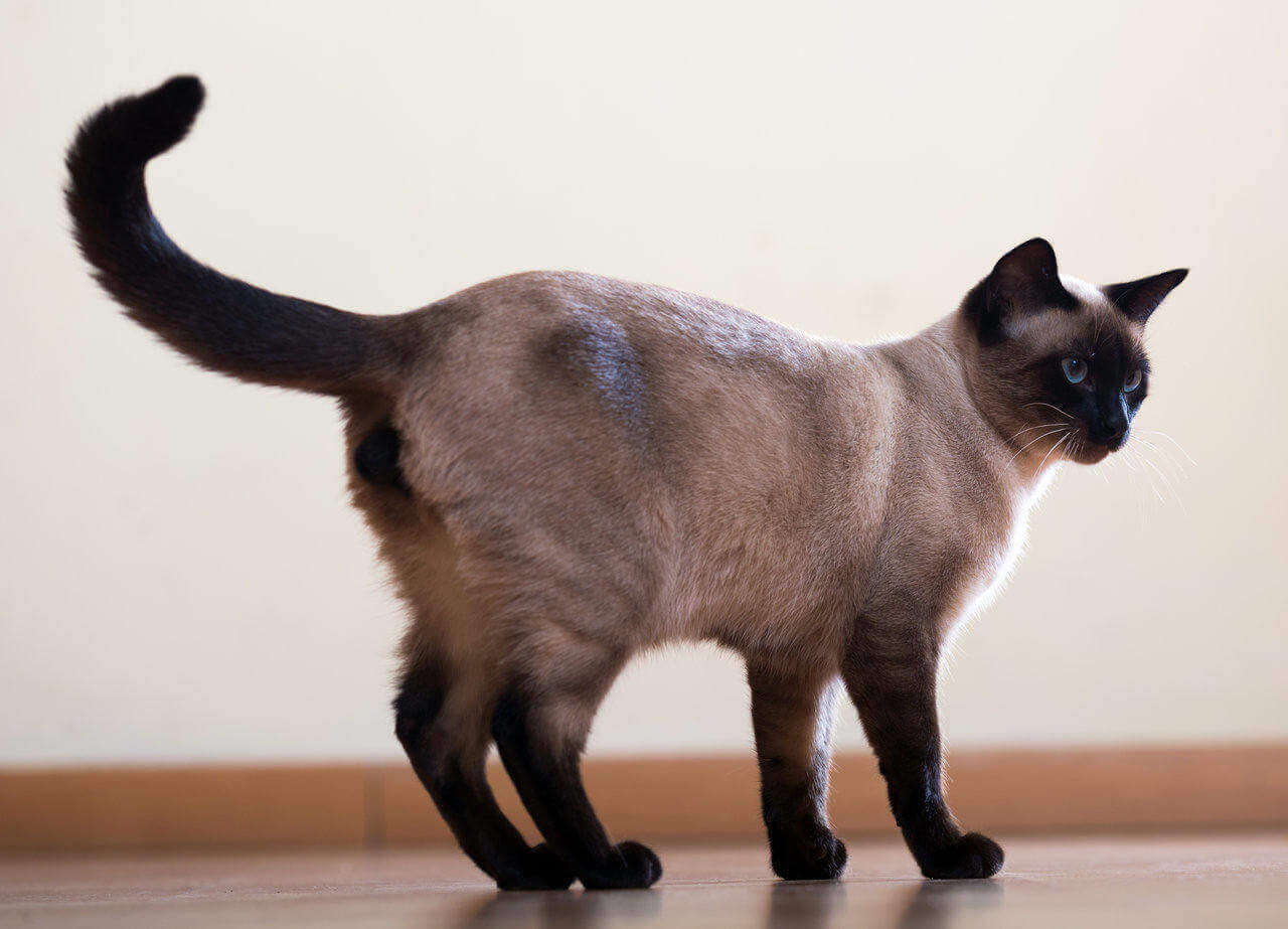 Ciri Kucing Betina Birahi: Ekor Kucing Melengkung