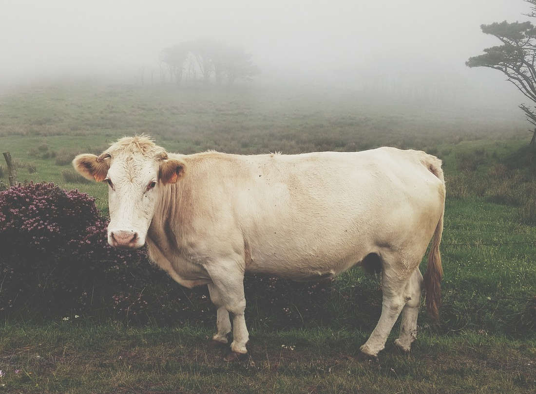 tanda tanda sapi bunting 3 bulan | Terjadinya Pelambatan Pada Gerak Sapi