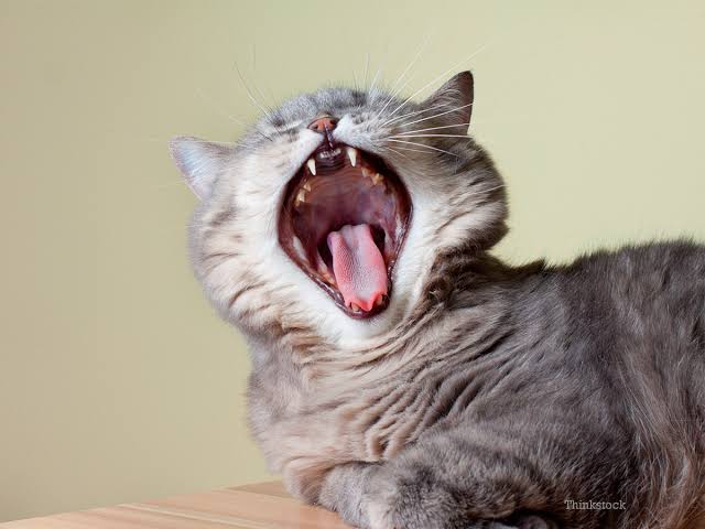 Periksa Gigi Kucing Untuk Pengobatan Sariawan
