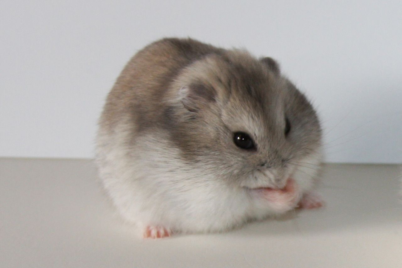 tips cara merawat hamster dengan benar | Hamster Winter White