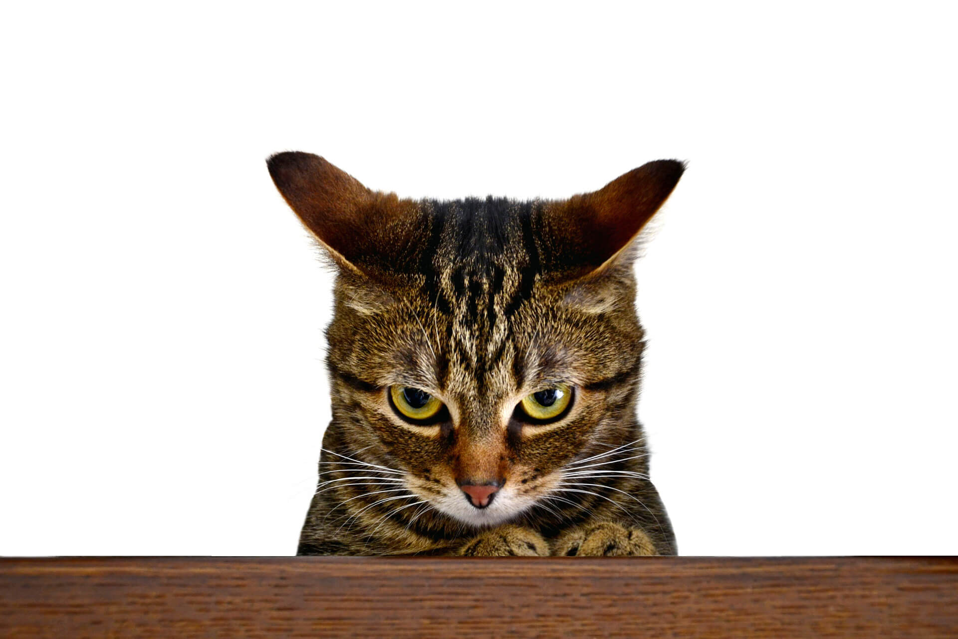 Cara Supaya Bulu Kucing Tidak Rontok: Hindarkan Kucing Dari Stress