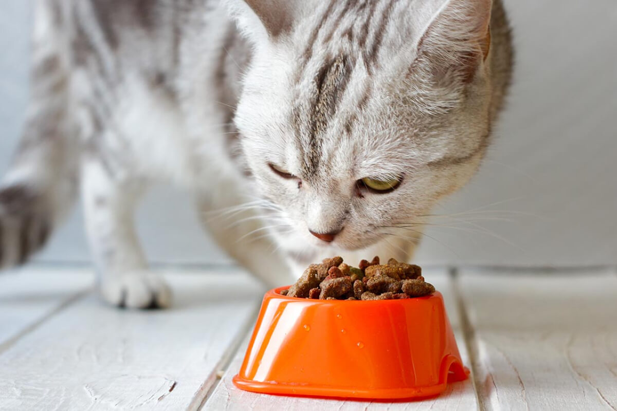 Apa Penyebab Kucing Susah Makan