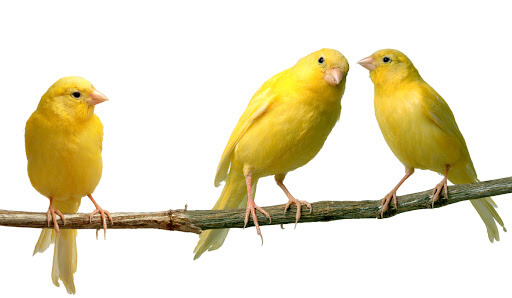 Cara Mengurangi Birahi Burung Kenari Jantan: Jangan Didekatkan Dengan Betina Atau Kenari Over Birahi