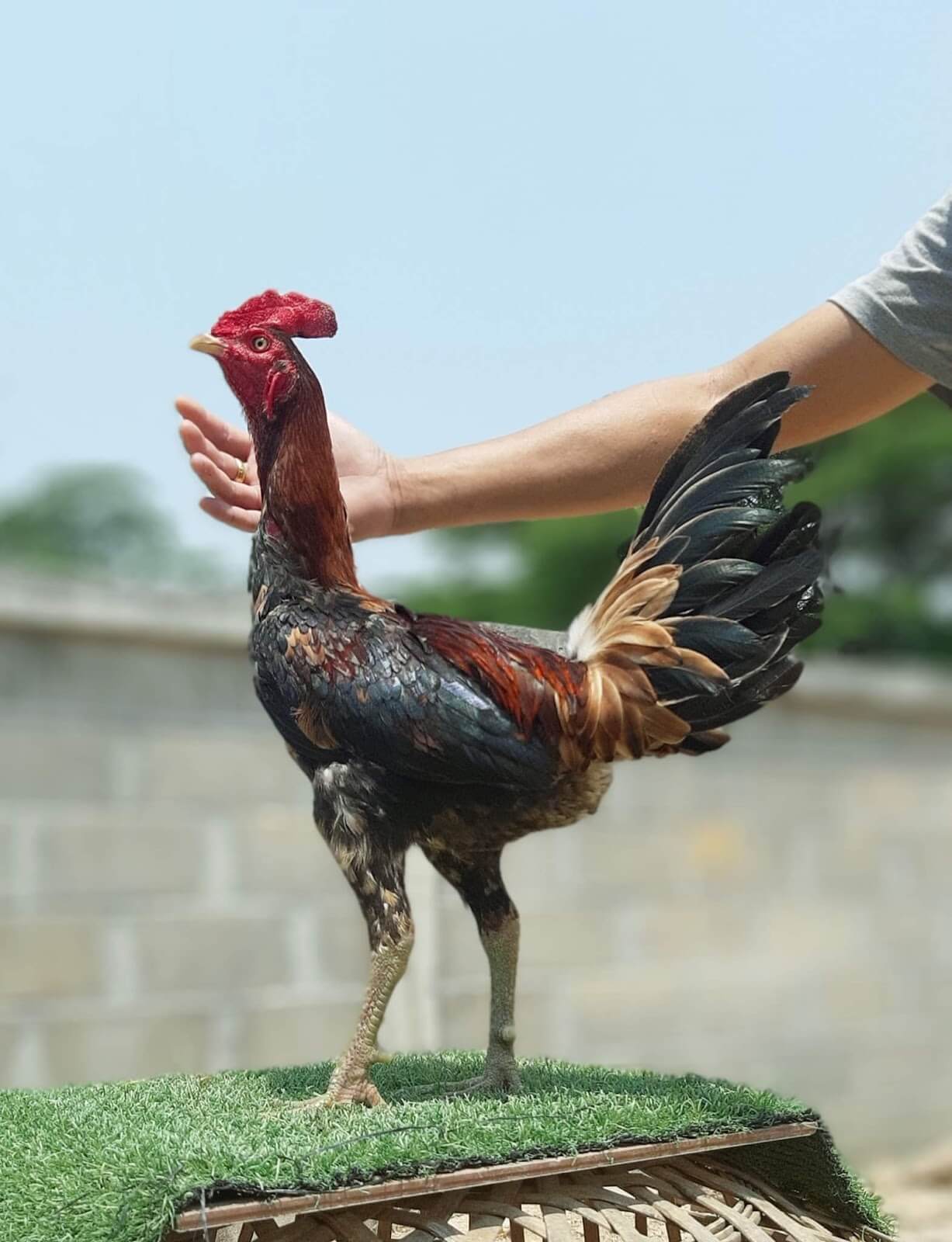 Ciri-Ciri Ayam Birma Kaisar: Warna Kaki Lebih Gelap