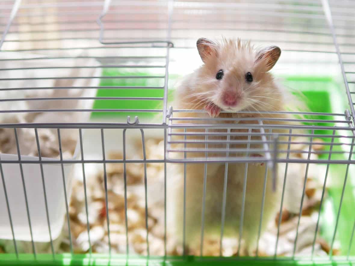 cara merawat hamster dengan baik dan sehat