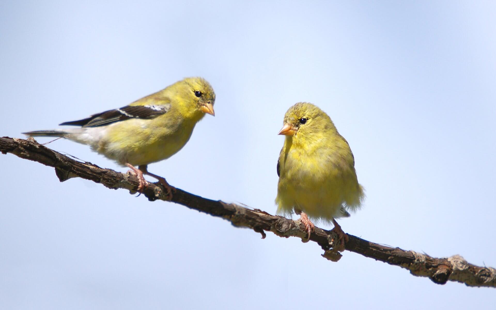 Cara Menurunkan Birahi Pada Burung Kenari: Jangan Terlalu Sering Dipisah