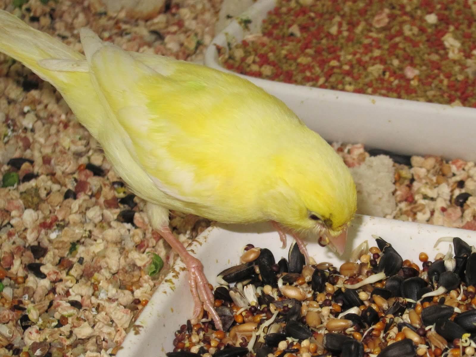 Cara Mengurangi Birahi Burung Kenari: Ketahui Makanan Yang Harus Dikurangi