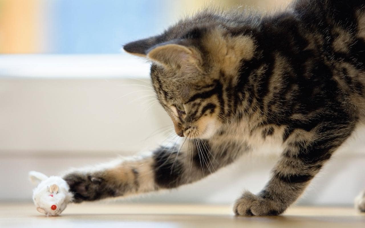 Cara Merawat Kucing Kampung Agar Bulunya Lebat: Jangan Terlalu Sering Mengajak Bermain Atau Bepergian