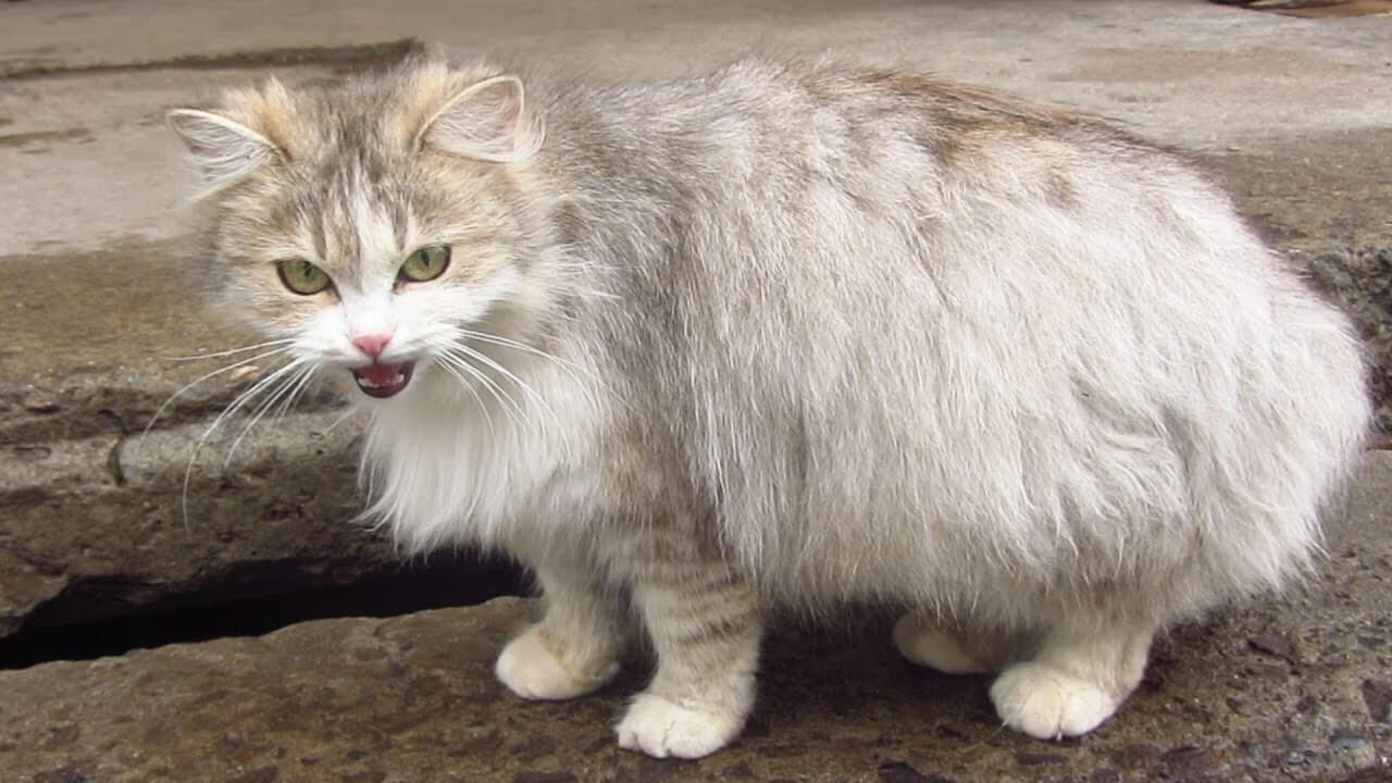 Ciri Kucing Sudah Berhasil Kawin: Terdapat Perubahan pada Beberapa Bagian Tubuh