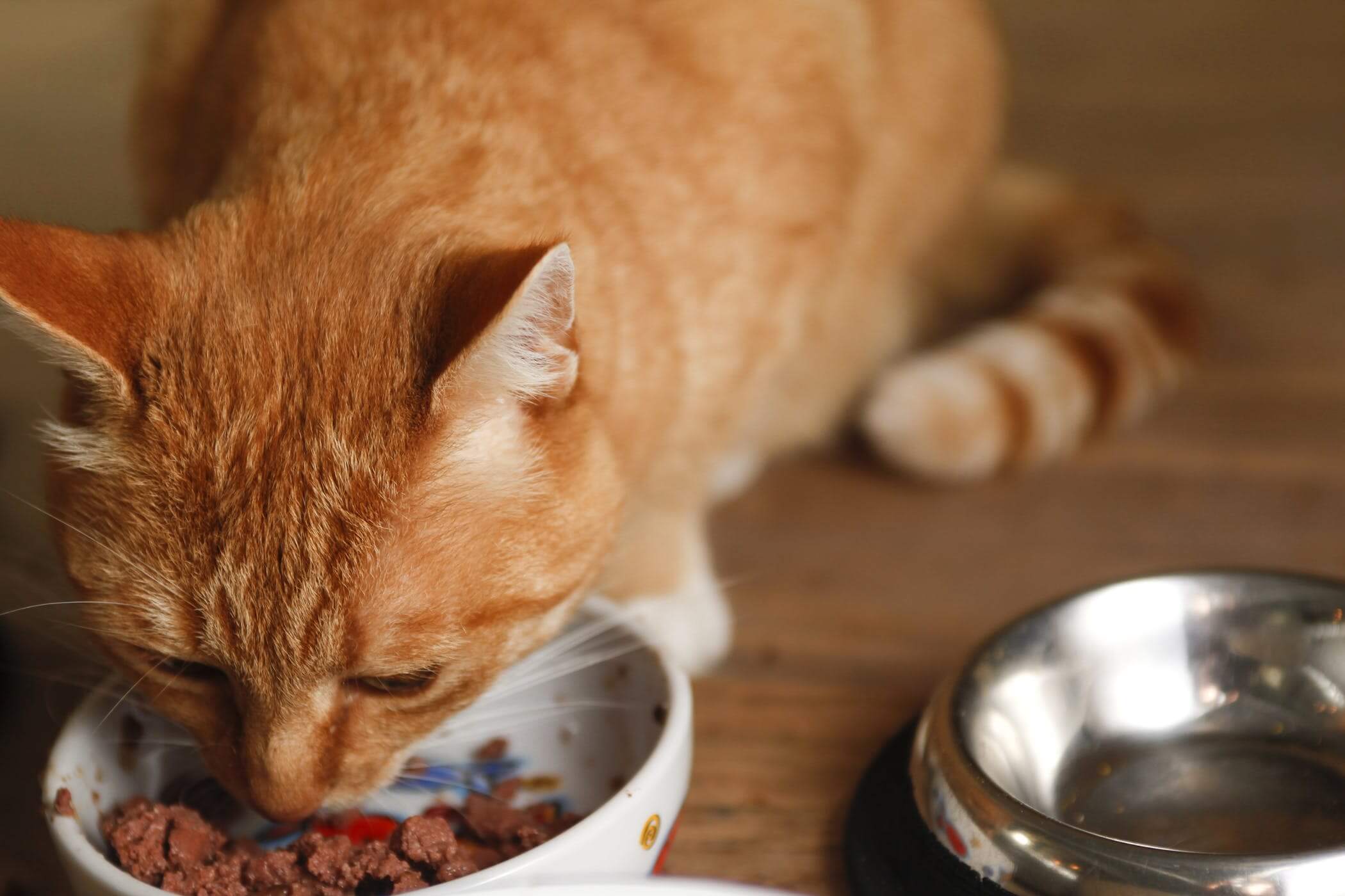 Cara Memelihara Kucing Kampung Anakan: Berikan Daging Secara Rutin